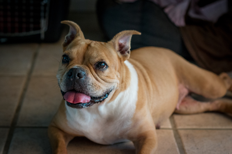 Read more about the article Safe Weight Management For Foster Dogs
