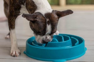 Read more about the article Foster Dogs That Eat Too Fast: 7 Easy Ways To Help Them Slow Down