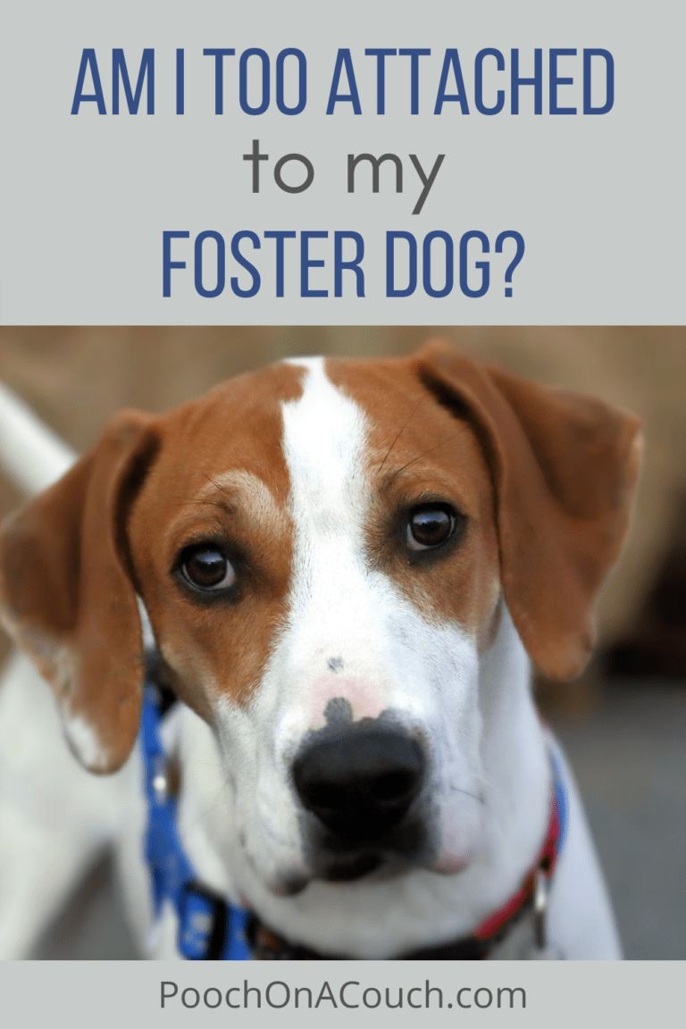 On Becoming Attached To Foster Dogs » Pooch On A Couch