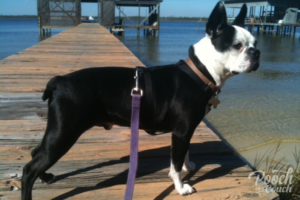 Read more about the article Spin Like A Top: Leash Reactivity With Foster Dogs