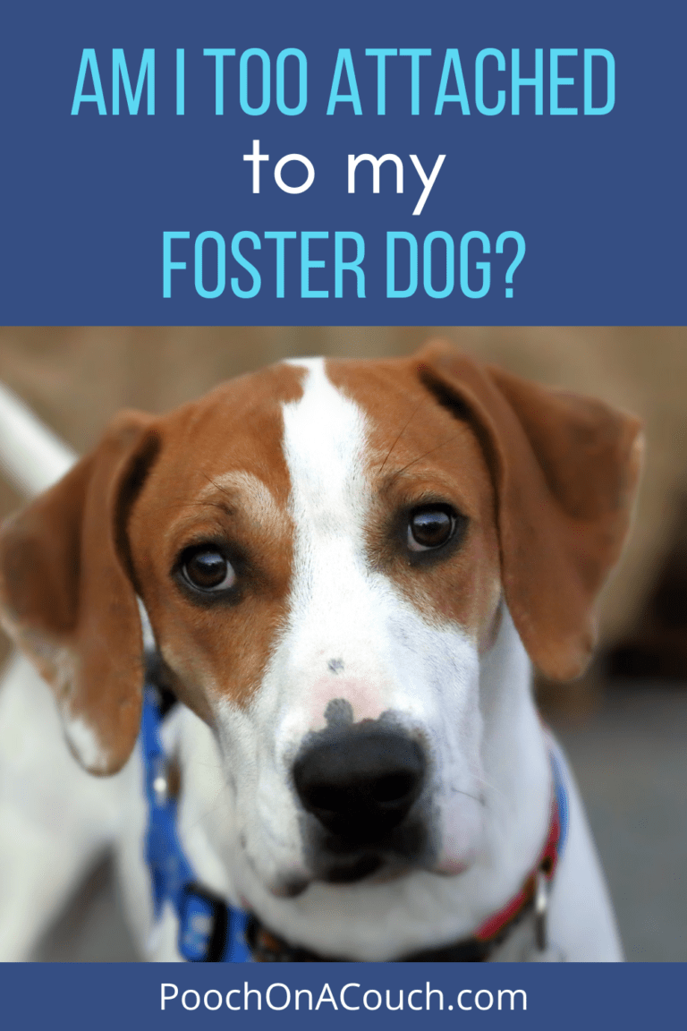 On Becoming Attached To Foster Dogs » Pooch On A Couch