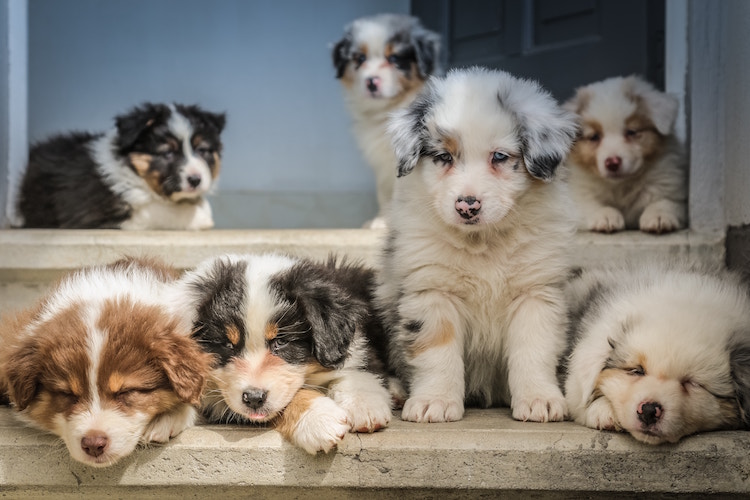 You are currently viewing Fostering Dogs: How To Choose A Dog Rescue Agency