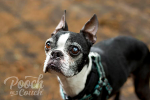 Read more about the article Foster Dog Stories – Saving Boone, A Senior Boston Terrier