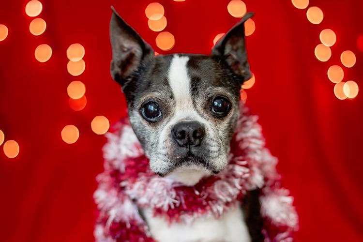 Foster A Dog For The Holidays » Pooch On A Couch