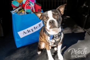 Read more about the article Adoption Day! How To Prepare You, Your Foster Dog and the New Family