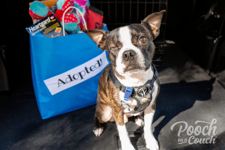 ask questions about fostering dogs