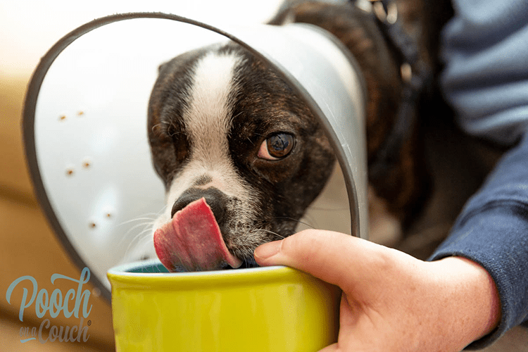 You are currently viewing The Elizabethan Collar: 9 Ways To Help Your Dog Adjust To Wearing One