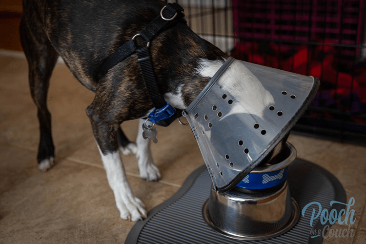 dog cone drink water