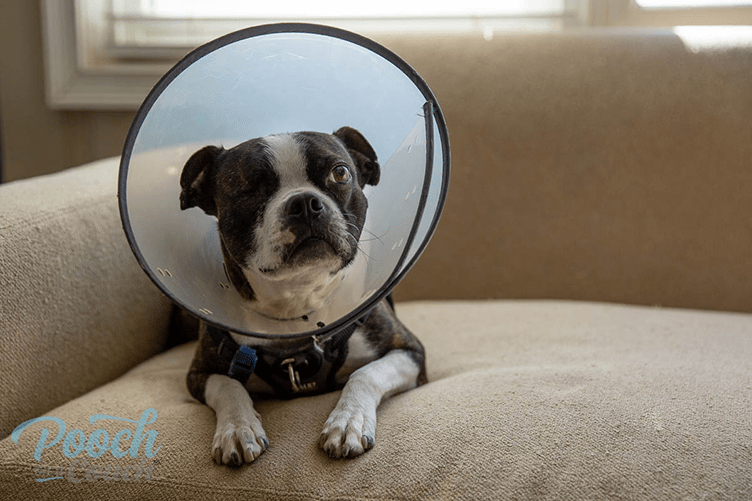 The Cone Of Shame - What's Not To Love? » Pooch On A Couch