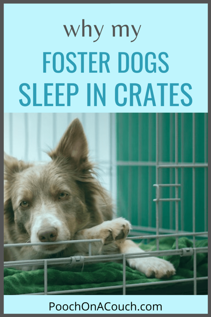 foster dogs sleep in crates