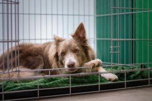 Read more about the article 3 Reasons My Foster Dogs Sleep In Crates