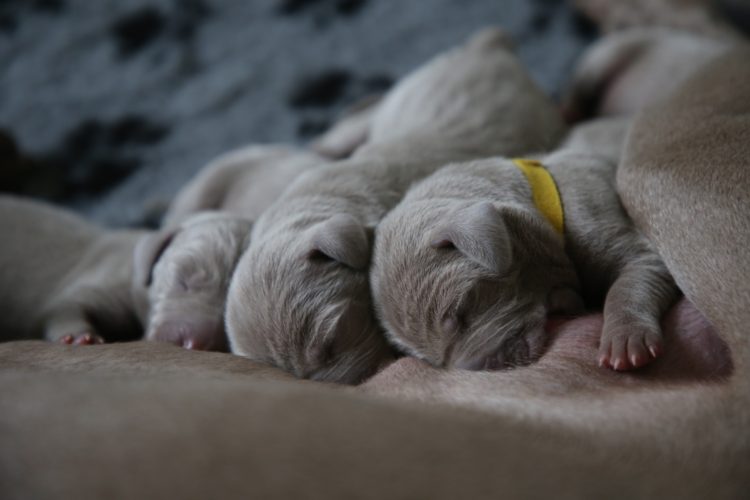 Read more about the article Breeder Rescuer Partnerships: Raising Rescue Puppies