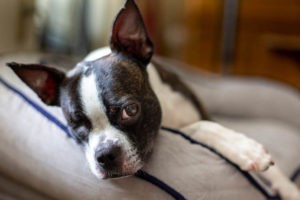 Keeping Dogs Calm During Heartworm Treatment