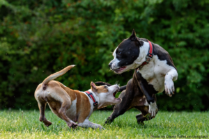 Read more about the article Simple and Easy Ways To Prevent Dog Bites