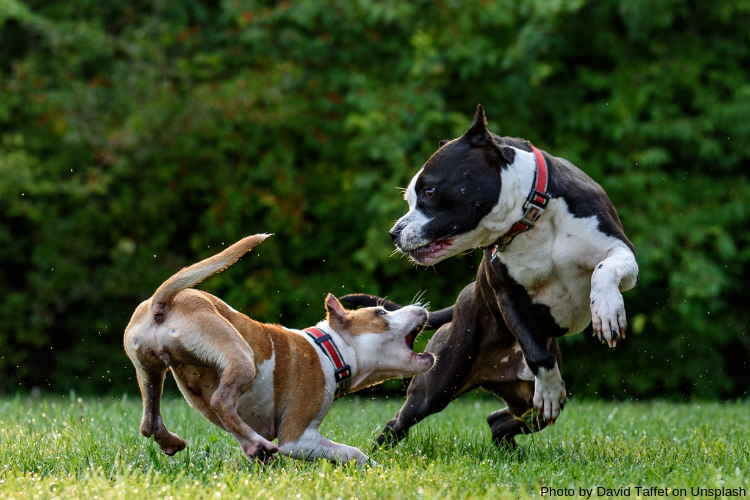 You are currently viewing Simple and Easy Ways To Prevent Dog Bites