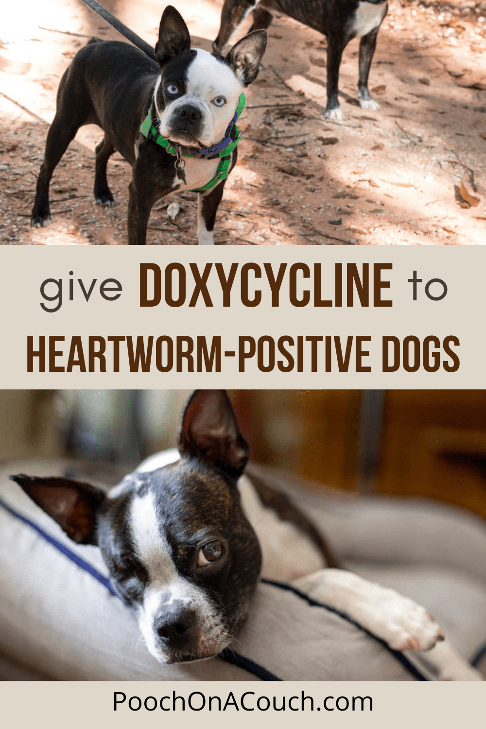 Give Doxycycline to Heartworm-Positive Dogs in Rescue » Pooch On A Couch 