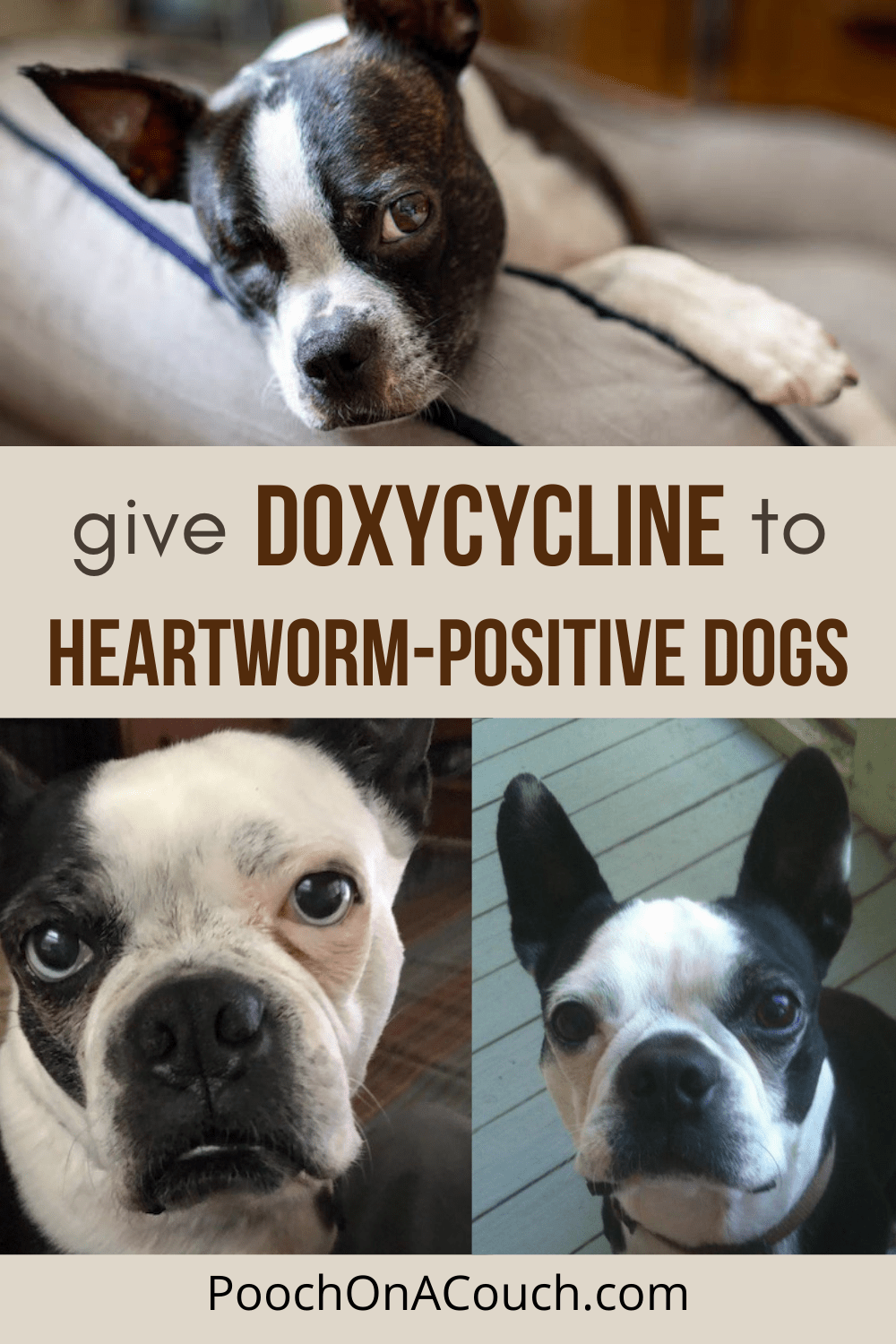 Give Doxycycline to Heartworm-Positive Dogs in Rescue » Pooch On A Couch 