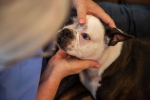 Read more about the article Check Your Dog For Lumps: A Quick How-To
