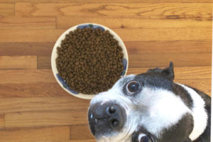 Free-Feed A Foster Dog