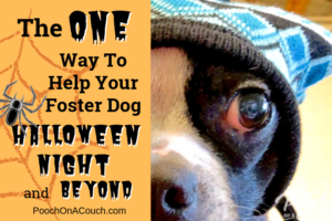 Read more about the article Do THIS For A Stress-Free Dog Halloween Night