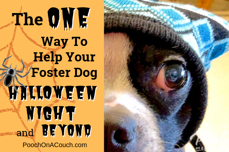 You are currently viewing Do THIS For A Stress-Free Dog Halloween Night