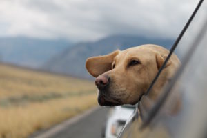 Read more about the article The Essential Guide for Dog Transport Safety – Rescue Edition