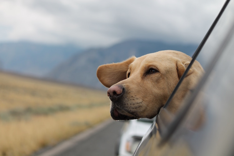 You are currently viewing The Essential Guide for Dog Transport Safety – Rescue Edition