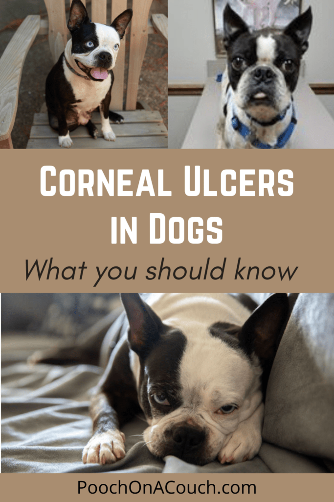 can eye ulcers in dogs cause blindness