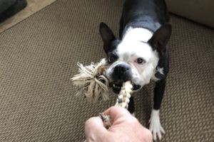 Read more about the article Play With Foster Dogs – Restore Health With Fun
