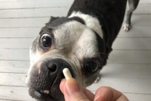 giving medication to foster dogs