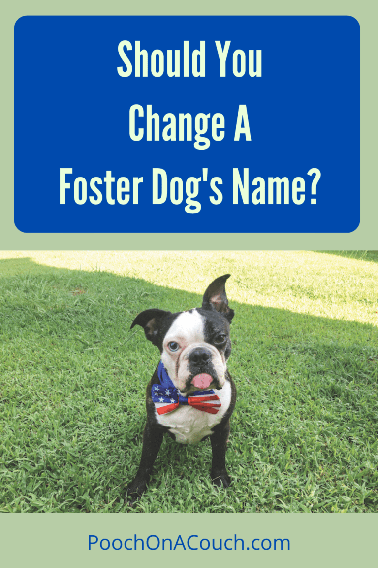 Consider This Before Naming Foster Dogs » Pooch On A Couch