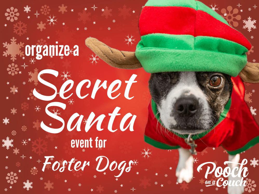 Read more about the article Organize A Festive Secret Santa Event For Foster Dogs!