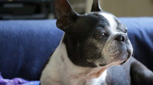 senior foster dog in pain