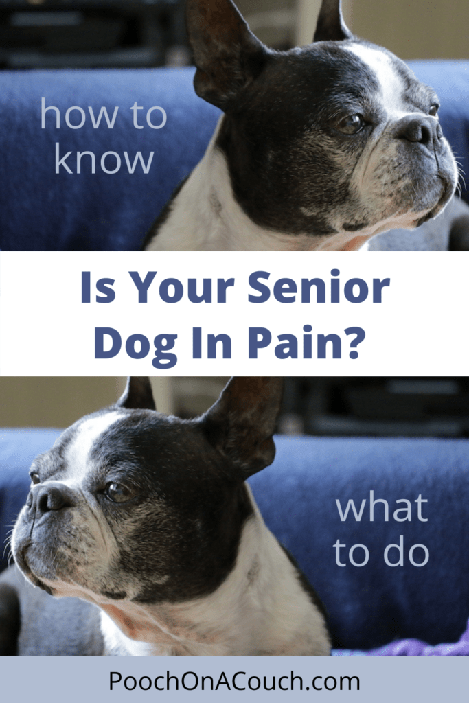 what can i give my senior dog for pain