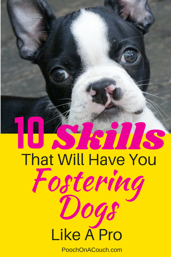 Guide To Fostering Dogs
