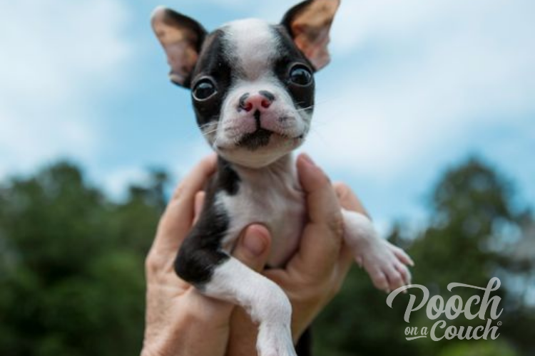 You are currently viewing Fostering A Litter of Puppies: Are We Reputable or Backyard?