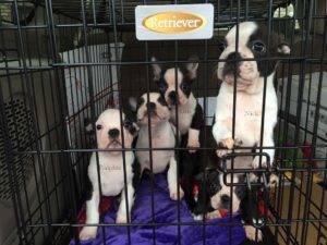 raising a litter of puppies