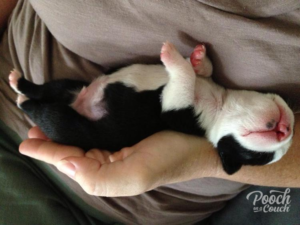 fostering newborn puppies