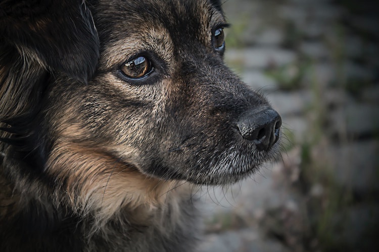 You are currently viewing Help A Fearful Dog – Actionable Steps For Care and Recovery