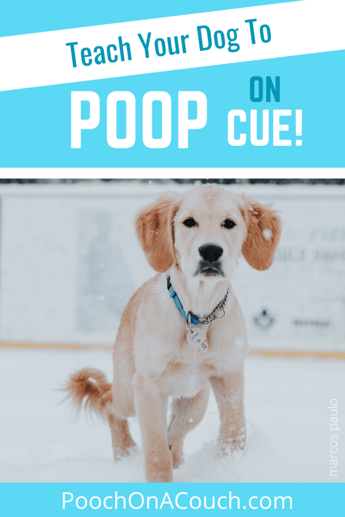 can dogs poop on command
