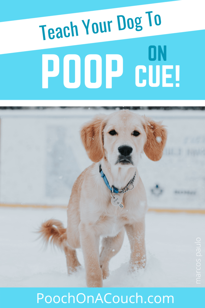 how can i harden my dogs poop to pick it up