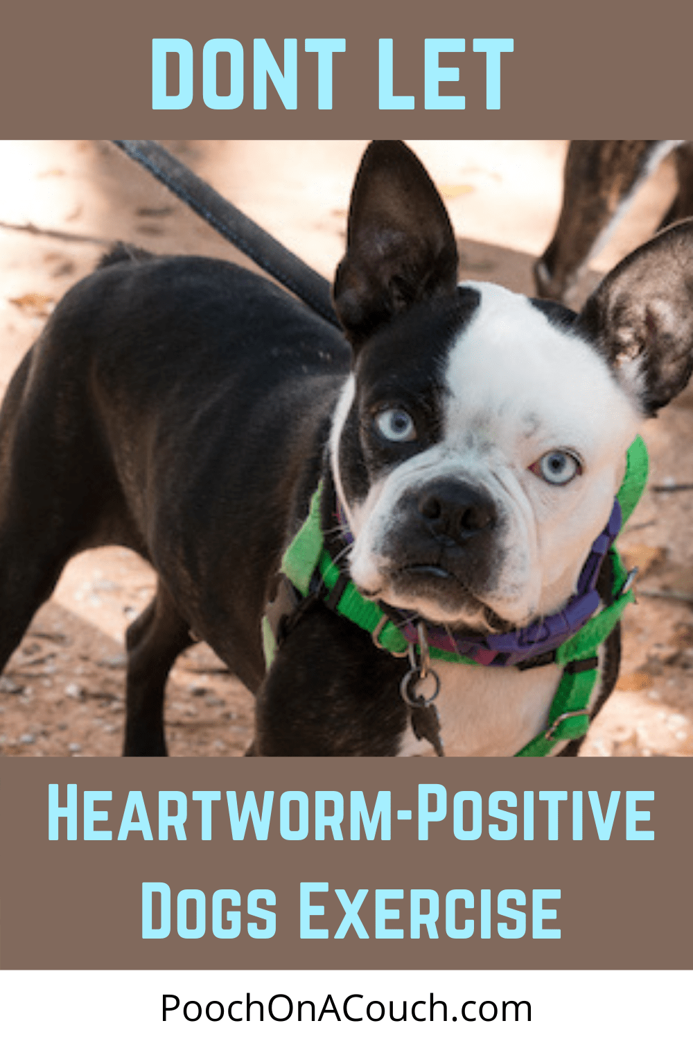 why-heartworm-positive-dogs-should-not-exercise-pooch-on-a-couch