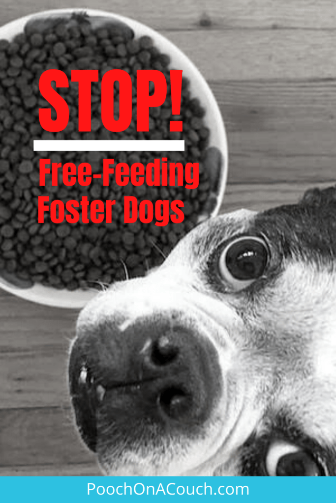 is free feeding dogs bad