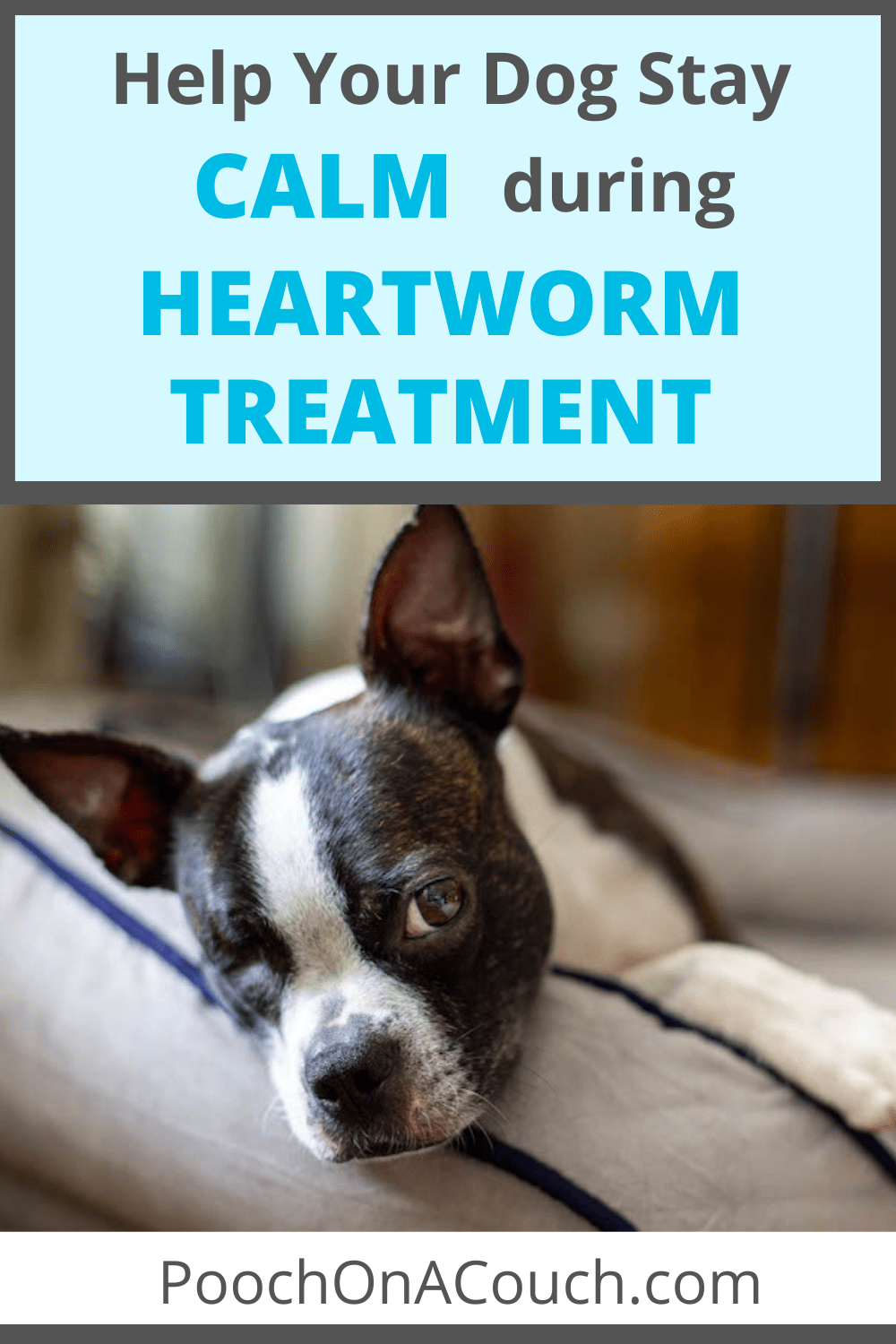 Keeping Dogs Calm During Heartworm Treatment » Pooch On A Couch