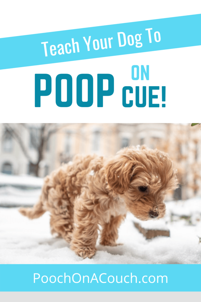 can you teach a dog to poop on command