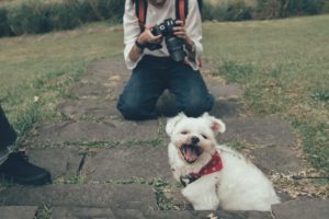 photoshoot success with your dog