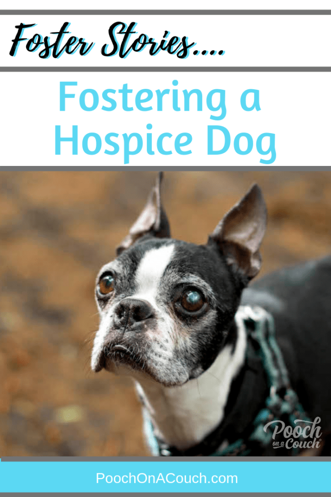 what to expect from a senior boston terrier