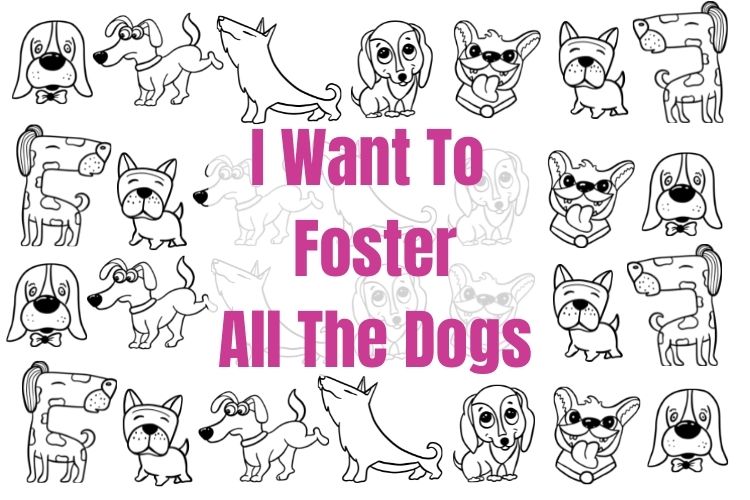 I want to foster best sale a dog