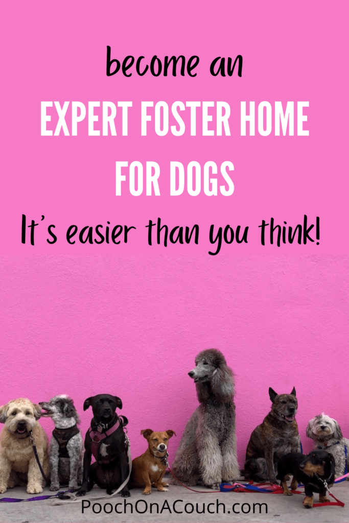 An Expert Foster Home For Dog Rescue » Pooch On A Couch