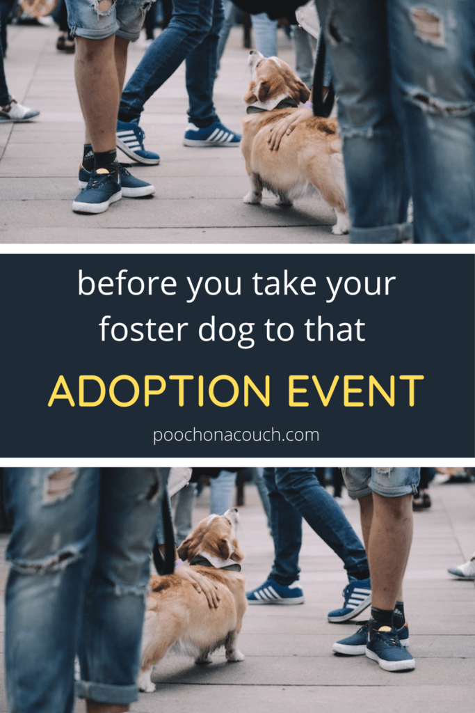 adoption events